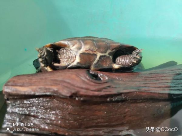 评论图片