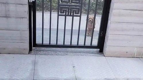 一大早门口来了只讨食的流浪狗，被阿姨收养后，从此走上了巅峰