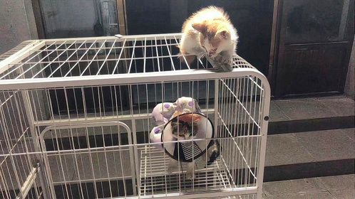 盖了个户外厕所，省了一大笔猫砂钱，花花想当老大，管理全部猫咪