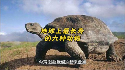 #地球上最长寿的六种动物