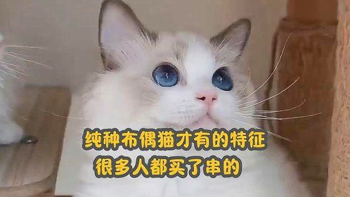 “纯种布偶猫”才有的特征，很多人都买了串的！你也是吗？