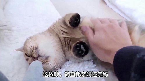 猫咪有这几种小动作，是把你当“亲妈”了！ #猫咪 #猫