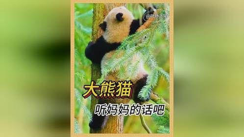 大熊猫：看我怎么变成国宝的