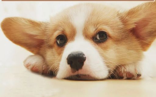 宠物用品要注册哪类商标？