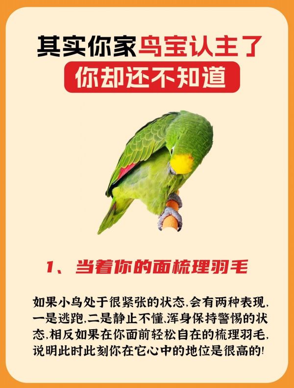 其实你家鸟宝早就认主了，认主的这5个表现。其实你家鸟宝认主了你却还不知道！1当着你的面梳理羽毛2在你面前磨啄3、喜欢歪头注视着你 #干货分享 #科学养宠攻略 #萌宠出道计划 #科普知识 #玄凤