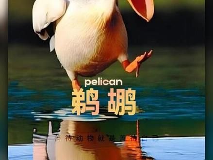 上班无聊不好玩，吃个同事解解馋 #鹈鹕 #卡皮巴拉 #动物的迷惑行为 #搞笑动物世界 #鸟类