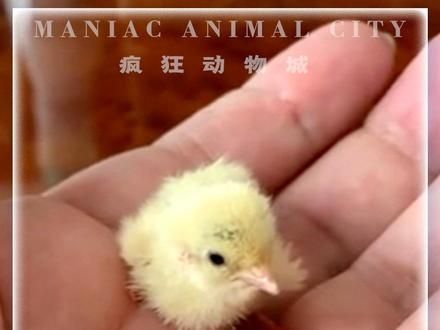 和瓶盖一样大的小鸡鸡你见过吗 彩鹑鸟体型非常的小，这种迷你版的小鸡鸡不仅外表可爱，还十分粘人#彩鹑鸟 #神奇动物在抖音 #小鸡 #动物科普