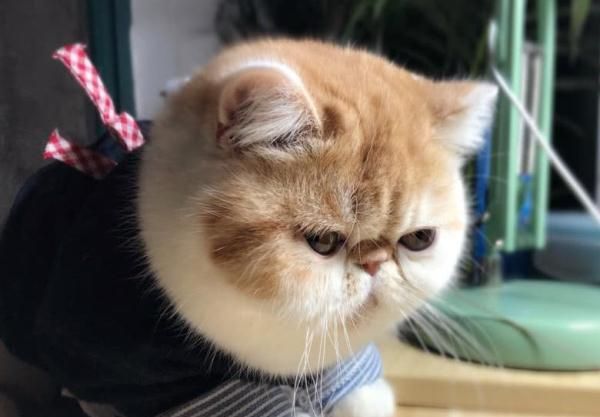 宠物猫突然变胖的原因（猫咪为什么会突然变胖了）