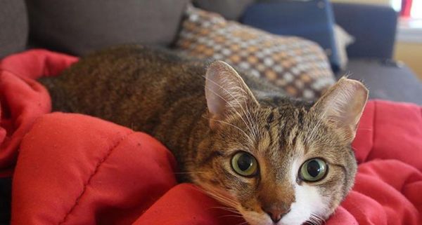 一份科学的猫咪饮食计划/宠物养护必看（一份科学的猫咪饮食计划/宠物养护必看）