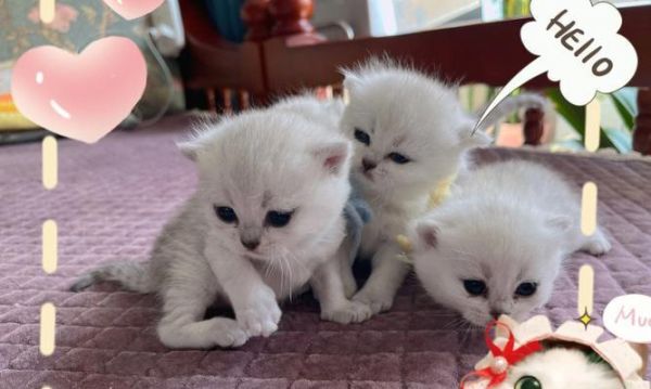 小猫食谱大揭秘（为你的小猫提供全面的营养餐）