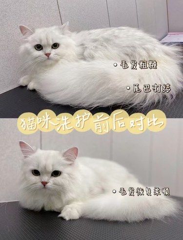 远离掉毛从精致洗护开始