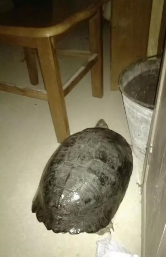 庙龟怎么养？食谱看这里——从小到大详解篇