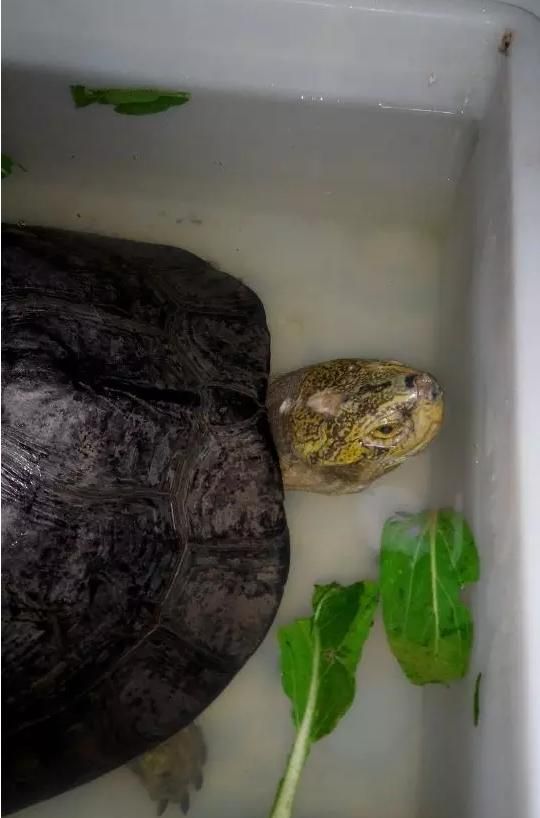 庙龟怎么养？食谱看这里——从小到大详解篇