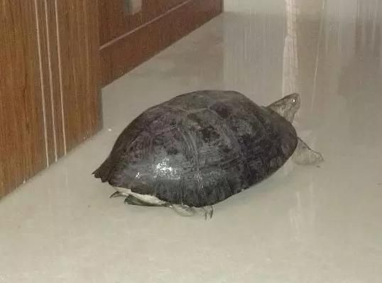 庙龟怎么养？食谱看这里——从小到大详解篇