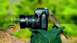 宠物蛇品种