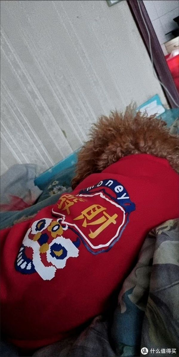 我的养狗日常