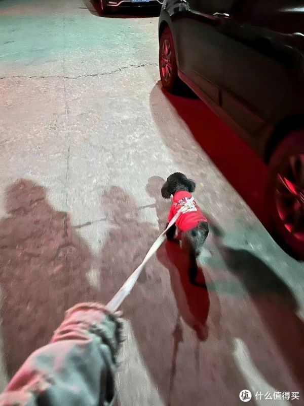 我的养狗日常