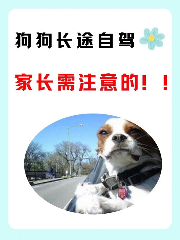 带狗狗长途自驾 家长看过来！平时我们就经常带狗狗开车出去玩，上次又开了15个小时。整理一下开车带狗子攻略，希望能帮助到毛孩子家长。 #宠物出行 #带上宠物去旅游 #带着小狗去旅行 #宠物旅行#狗狗晕车