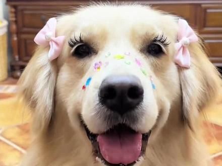 #狗狗#萌宠