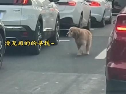 一旦选择，请一生负责#狗是人类最忠诚的朋友 #领养狗狗