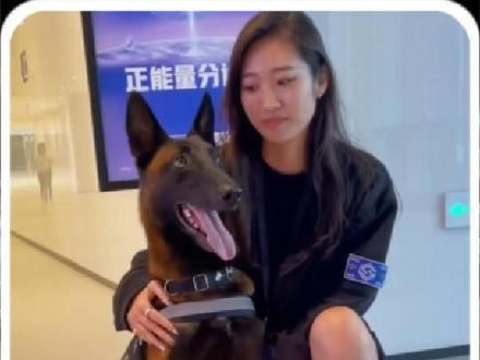 警犬中得狗贩子‘巴万’，狗界草根逆袭得典范！#警犬 #马犬 #萌宠出道计划 #狗狗