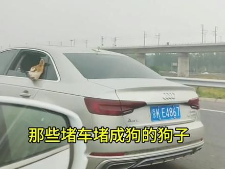那些假期堵车路上的狗子 #萌宠 #假期带狗去旅游