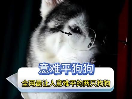 原来狗狗与人的感情也能如此的意难平 #狗狗 #破防瞬间 #情感共鸣 #破防 #万物皆有灵性