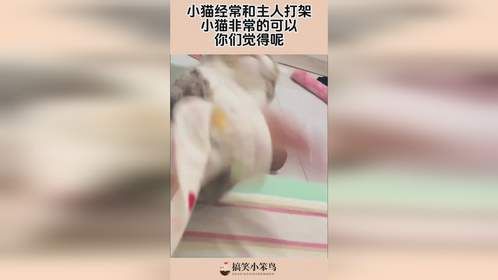 小猫经常和主人打架，小猫非常的可以，你们觉得呢