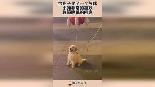 给狗子买了一个气球，小狗非常的喜欢，蹦蹦跳跳的回家