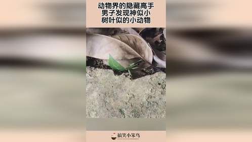 动物界的隐藏高手，男子发现神似小，树叶似的小动物