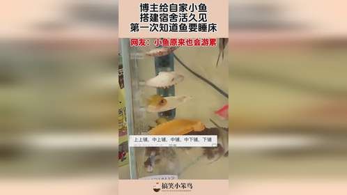 博主给自家小鱼，搭建宿舍活久见，第一次知道鱼要睡床