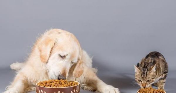 狗狗的饮食知识剖析（从宠物需要、食品选择到喂食技巧，让您了解养狗更深入）