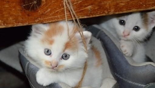 猫流眼泪怎么回事