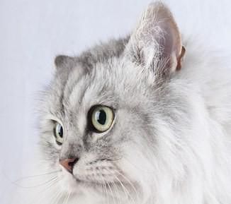 猫流眼泪怎么回事