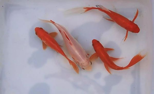 杀虫剂图片