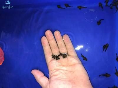 海水观赏鱼繁殖基地（全球海水观赏鱼繁殖基地分布全球各地都有不同的海水观赏鱼繁殖基地） 恐龙王鱼 第2张