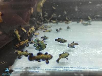 海水观赏鱼繁殖基地（全球海水观赏鱼繁殖基地分布全球各地都有不同的海水观赏鱼繁殖基地） 恐龙王鱼 第3张