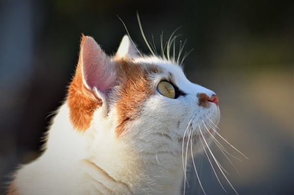 小猫应该吃什么