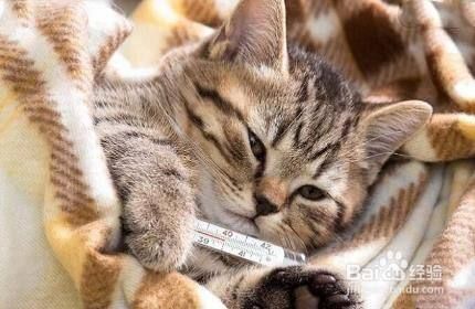 猫不吃饭呕吐了怎么办
