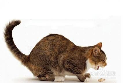 猫不吃饭呕吐了怎么办