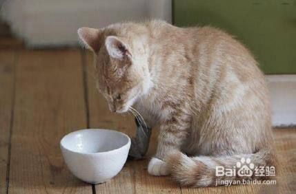 猫不吃饭呕吐了怎么办