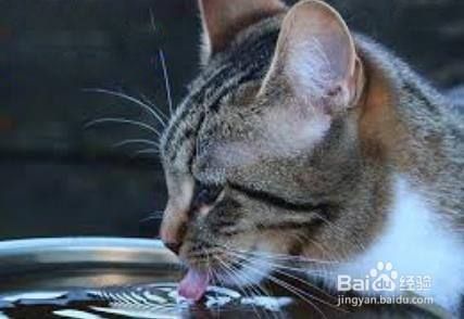 猫不吃饭呕吐了怎么办