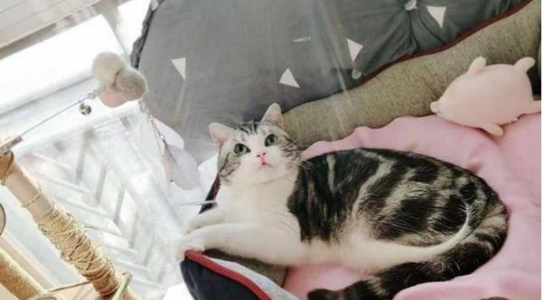 猫咪的饮食大全（探究猫咪的食物）