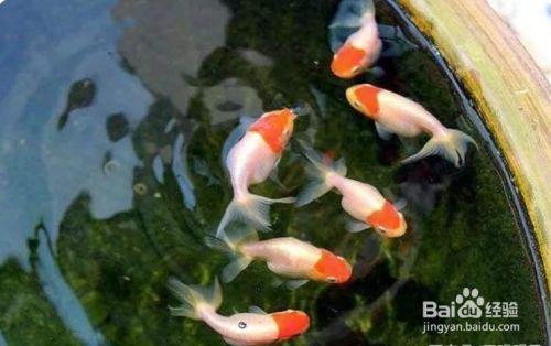 小金鱼不吃鱼食怎么办