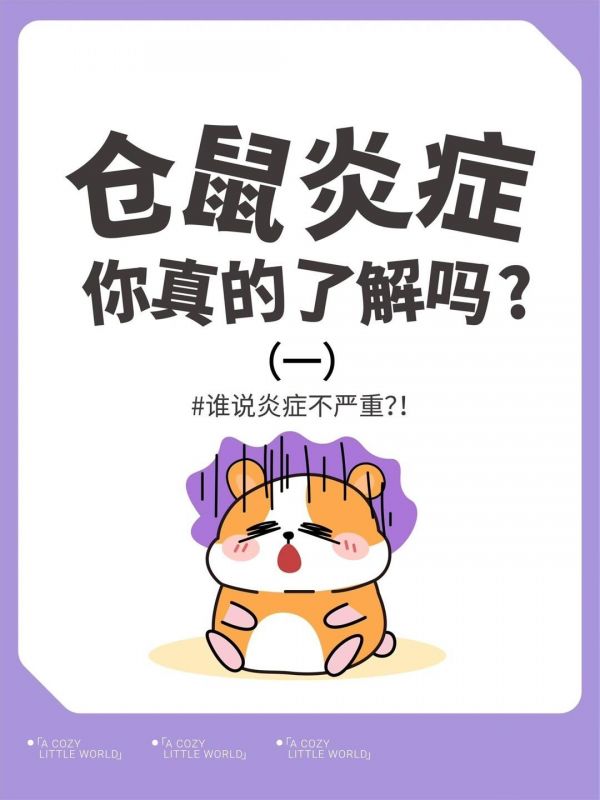 宝子们，仓鼠炎症你了解吗？知识对你有用记得收藏！#新手养宠 #萌宠#仓鼠 #养鼠日常分享