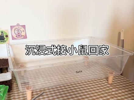 第一次养鼠 很匆忙 完全不懂 希望大家给我一点建议#仓鼠 #仓鼠造景
