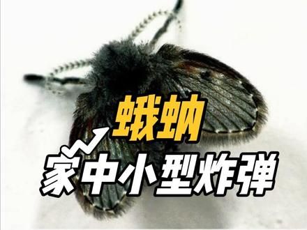 蛾蚋 家里有的一定要注意#蛾蚋 #蛾蠓怎么消灭 #神奇动物在抖音