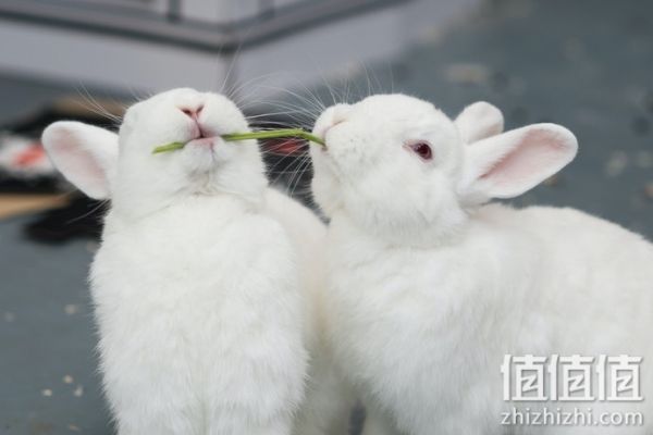 怎么选择兔粮？兔子饲料选购指南