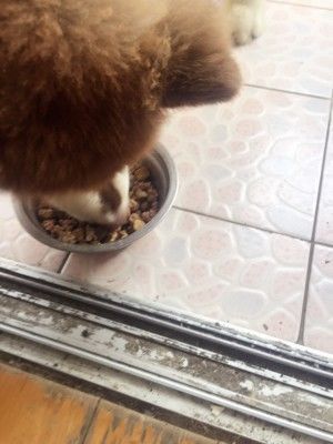 自制狗狗湿粮的做法步骤 第7步