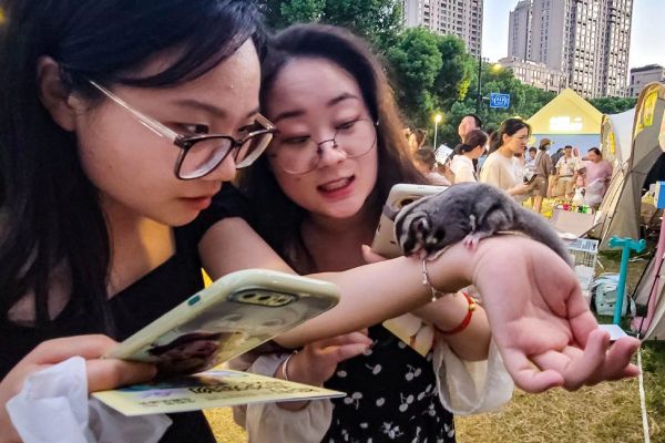 图为异宠爱好者与蜜袋鼯互动。劳动报颜筱依 摄